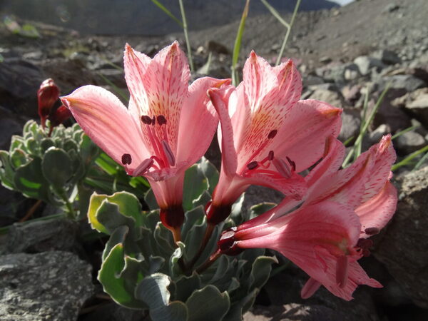 Alstroemeria-spathulata-Portillo-MTE-2.jpeg