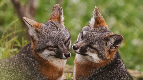 What Animals Eat Island Foxes? Exploring the Predators and Challenges of Island Foxes