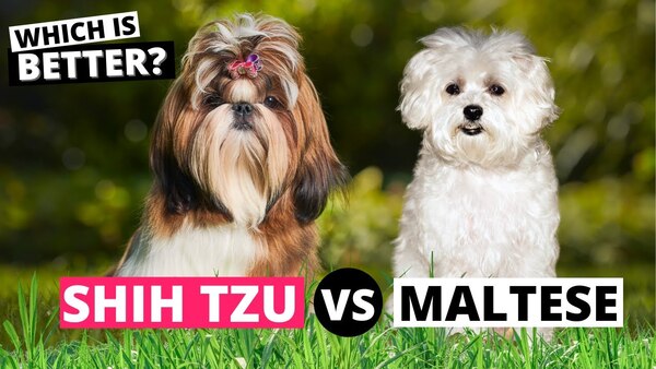 Shih Tzu vs Maltese: Which Small Dog Is Right for You?