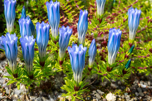 Gentiana Hexaphylla: The Beautiful Six-Leafed Gentian You Need to Know About