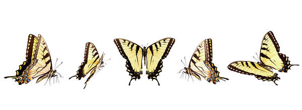 The Fascinating Life Cycle of the Tiger Swallowtail Butterfly: Cocoon, Habitat, Metamorphosis, and F