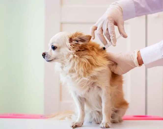 What Is Animal Immunization? A Comprehensive Guide to Protecting Animal Health