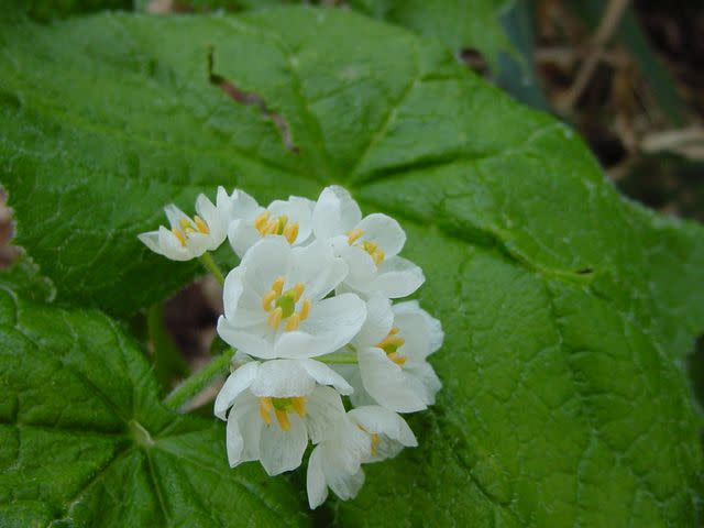 Diphylleia Grayi: The Mystical 