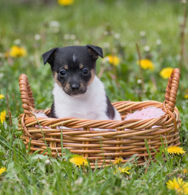 Mini Fox Terrier: A Comprehensive Guide