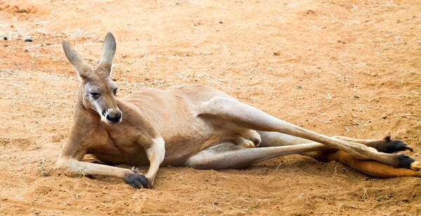 What Animal Eats Red Kangaroos? Understanding the Predators and Ecosystem of Australia's Iconic