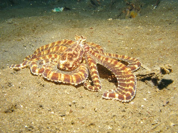 The Fascinating World of the Mimic Octopus: Which Three Animals Does It Frequently Mimic?