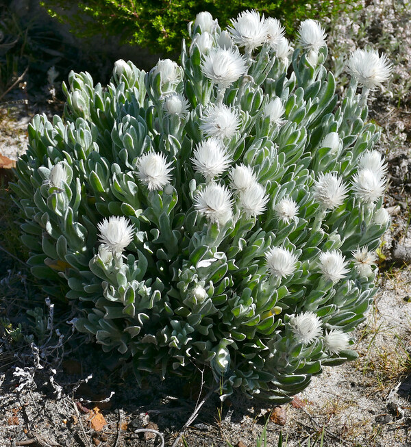 Snow Daisy (Syncarpha vestita): A Timeless Flower for Beautiful Dried Floral Arrangements