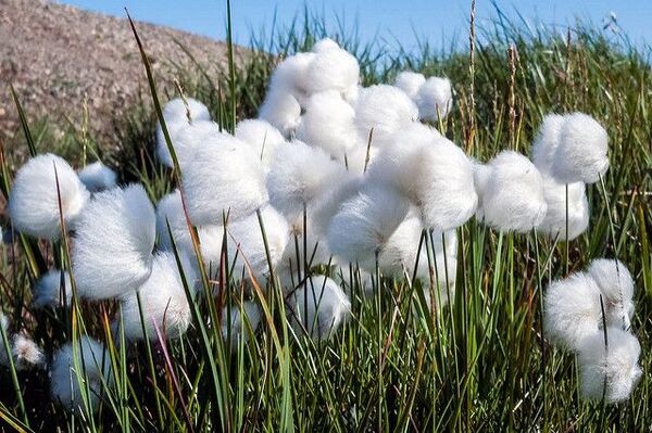 Eriophorum: The Cotton Grass That Brings Magic to Wetlands