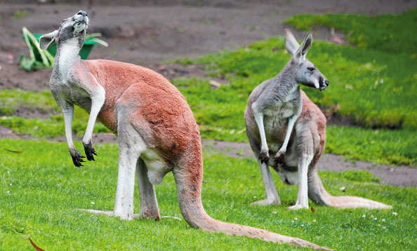 Red Kangaroos