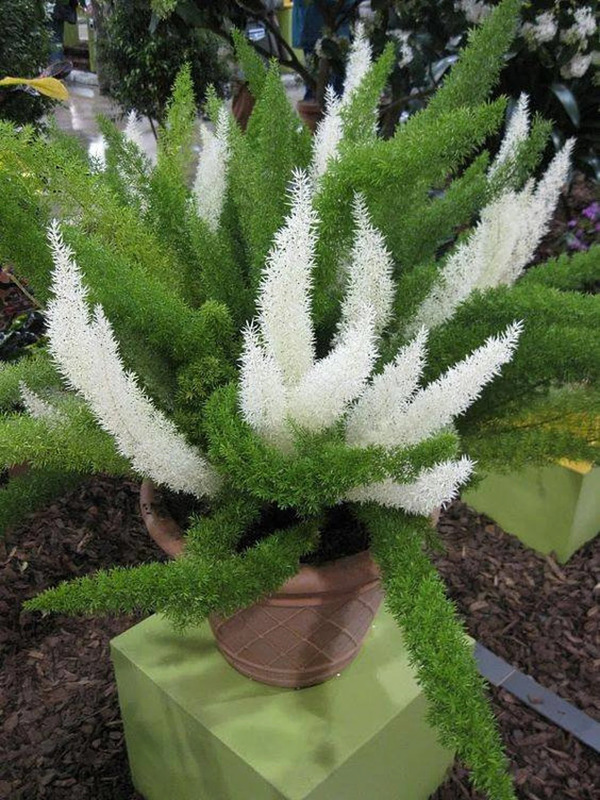 Asparagus Foxtail Fern (Asparagus densiflorus): A Versatile Indoor Greenery