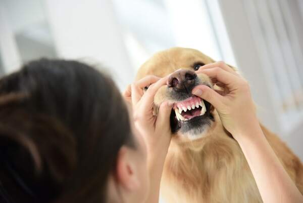 Do Animals Get Cavities? Understanding Animal Dental Health