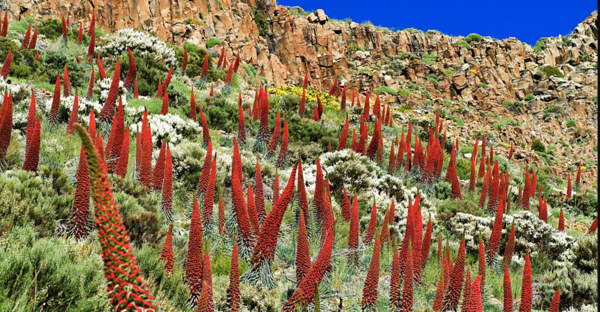 Discover the Fascinating Echium Wildpretii: A Timeless Blue Torch Plant