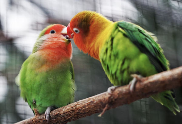 Do Animals Love? Exploring Animal Emotions, Bonding, and Affection