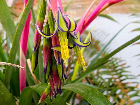 Billbergia Nutans: The Stunning and Easy-to-Care-for Indoor Plant