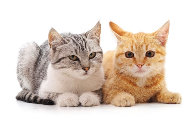 What Are the Cats? Understanding the Fascinating World of Felines