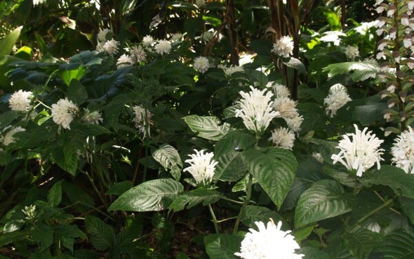 Coral Plant (Justicia carnea): A Tropical Beauty for Your Garden