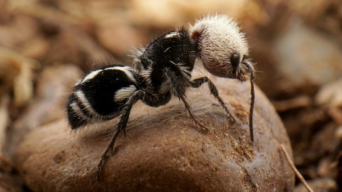 Panda Ant: Huang Feng is neither a panda nor an ant