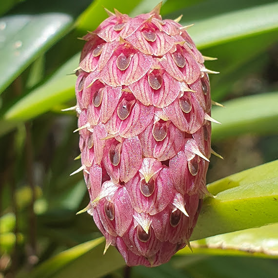 Bulbophyllum repens: The Quirky Little Orchid You’ll Fall in Love With