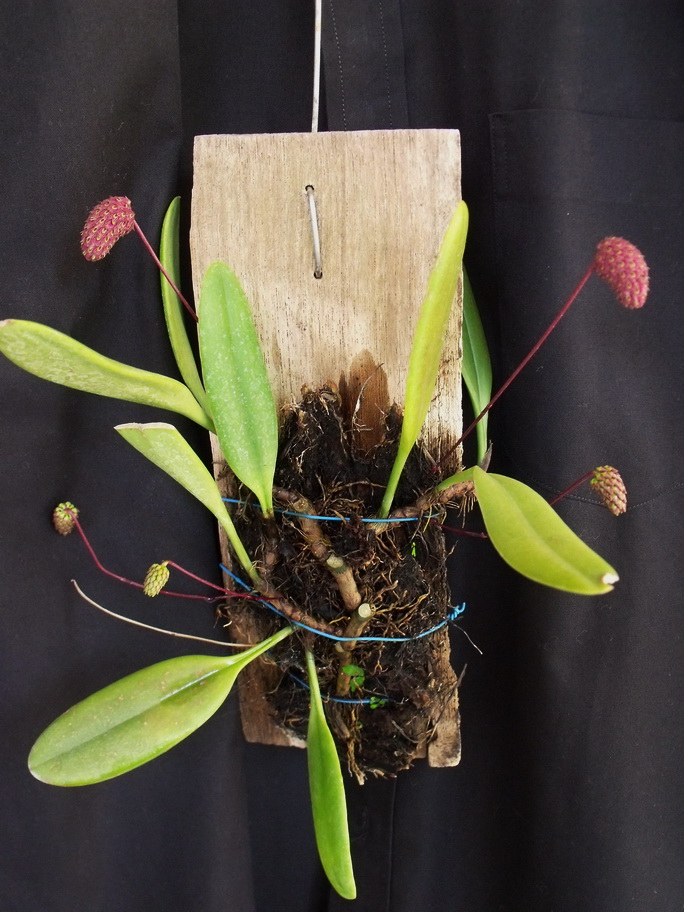 Bulbophyllum repens Plant.jpg