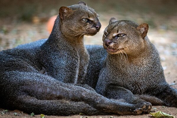 12 Rare Wild Cats You Probably Didn’t Know Existed