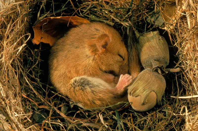 Top 10 longest hibernating animals in the world