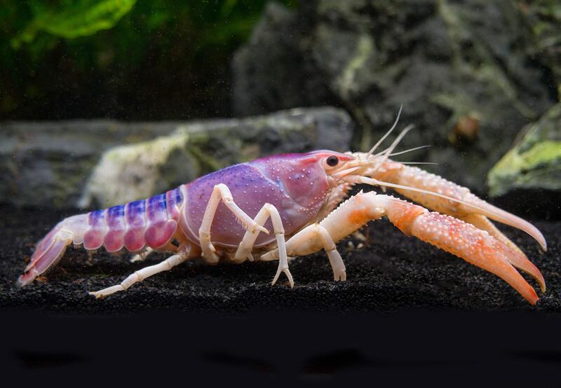 Top 10 famous lobster species