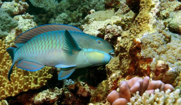 Which Marine Animal Eats Seaweed? A Deep Dive into Herbivores of the Ocean