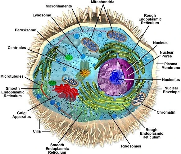 Eukaryote.jpg