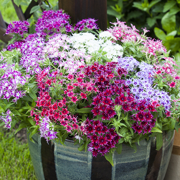 Popstars Phlox: The Perfect Plant for Your Home Garden