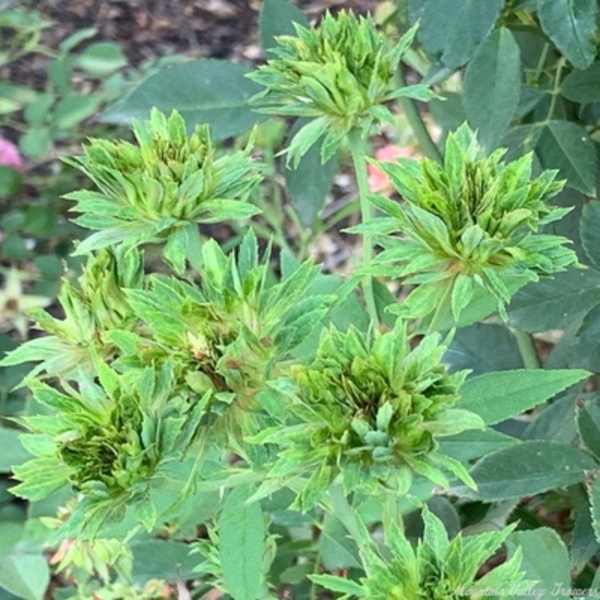 Green Sepal Rose: A Rare and Enchanting Floral Variety