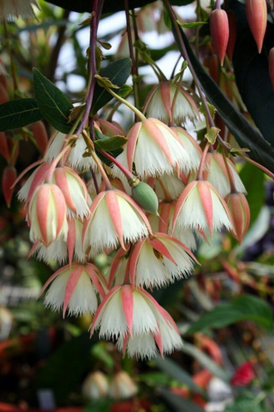 Large-flowered Elaeocarpus (Elaeocarpus grandiflorus): A Tropical Beauty for Your Garden