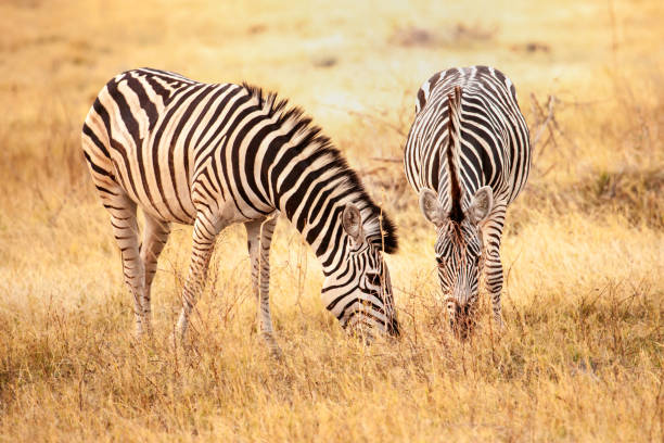 What Animals Eat Zebras in the Savanna? A Complete Guide to Zebra Predators and Survival Strategies