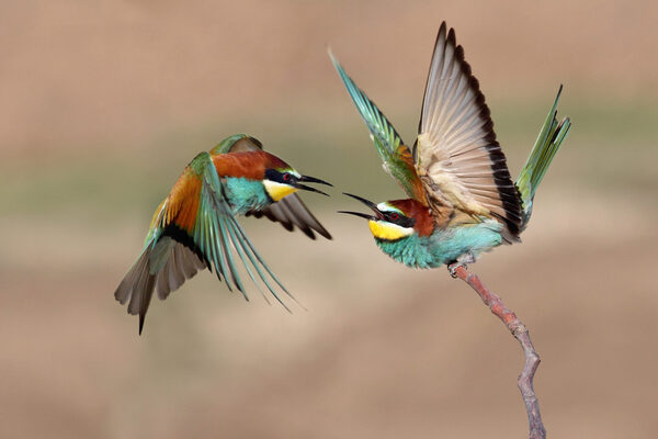 What Animals Eat Bee-Eater Birds? A Complete Guide to Predators and Ecological Interactions