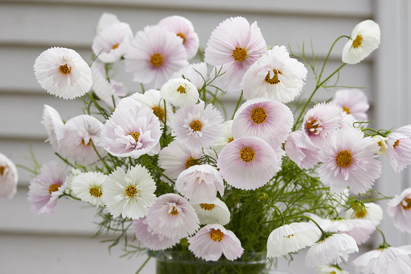 Cupcake Cosmos: The Charming and Colorful Flower for Your Garden