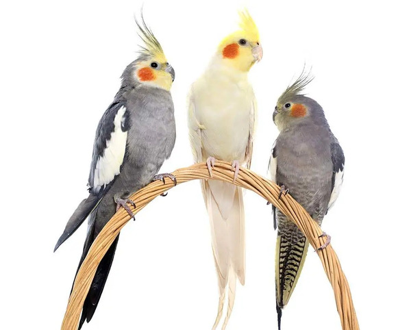 Cockatiels