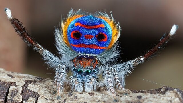 Peacock Spider