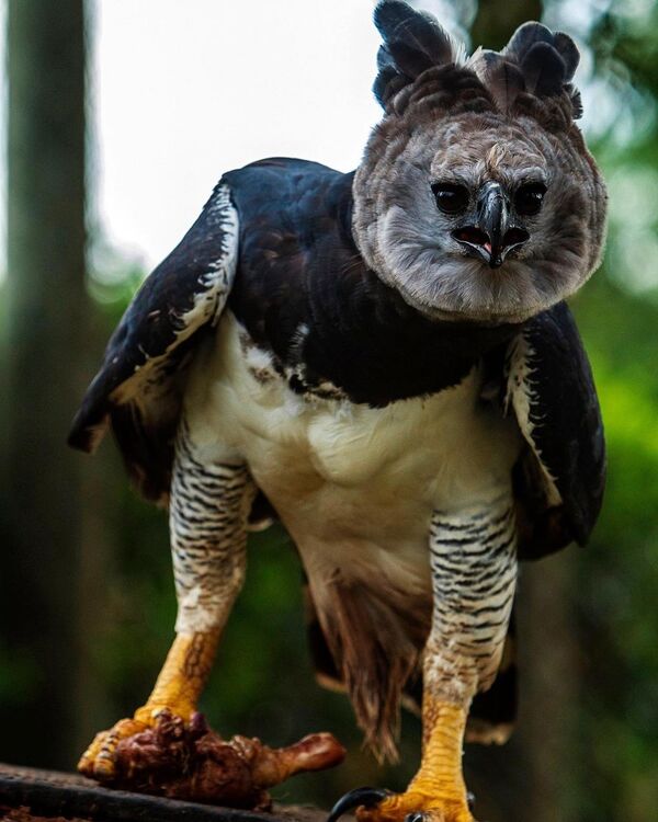 Harpy Eagle