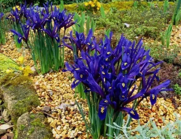 Iris 'Blue Note': A Complete Guide to Growing and Caring for the Elegant Blue Iris