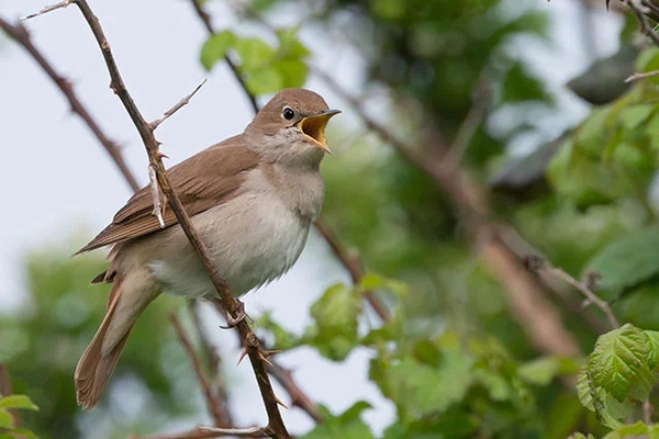 Night-Singing Birds: Who Sings Under the Stars?