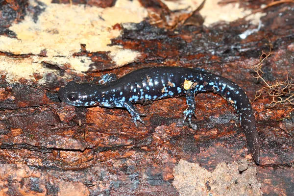 Blue axolotl with vibrant blue color