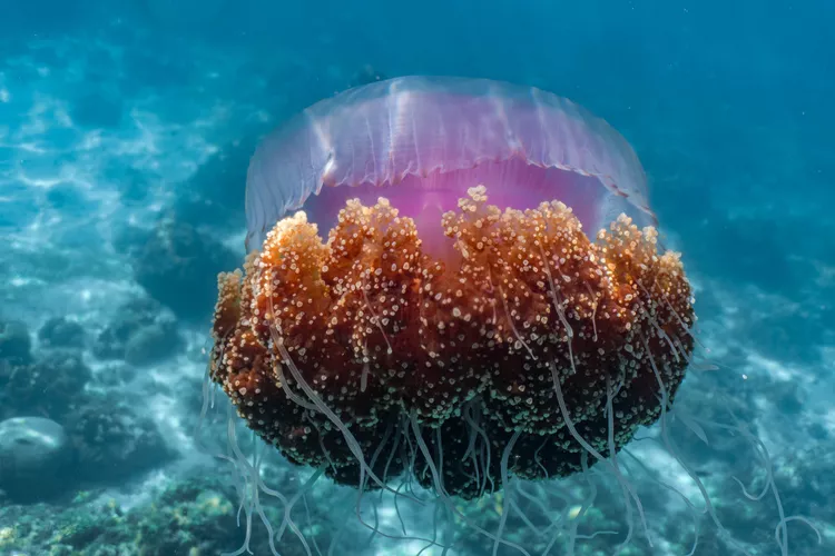 Jellyfish: 10 Cool and Fascinating Jellyfish You Need to Know About