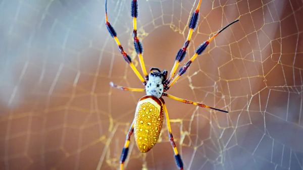 Everything You Need to Know About the Banana Spider: Myths, Facts, and Species