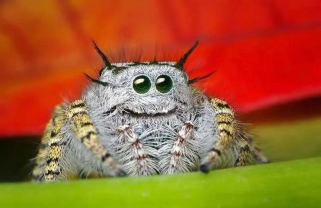 The 10 Cutest Spider Species You Won’t Believe Actually Exist