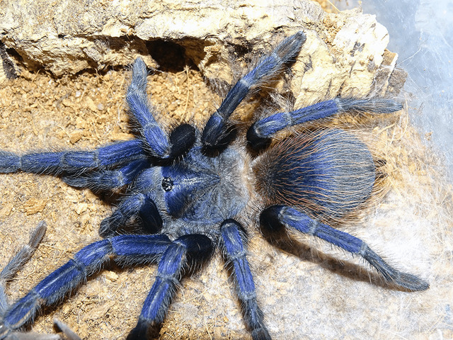 Brazilian Blue Tarantula