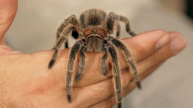 Rose Hair Tarantula