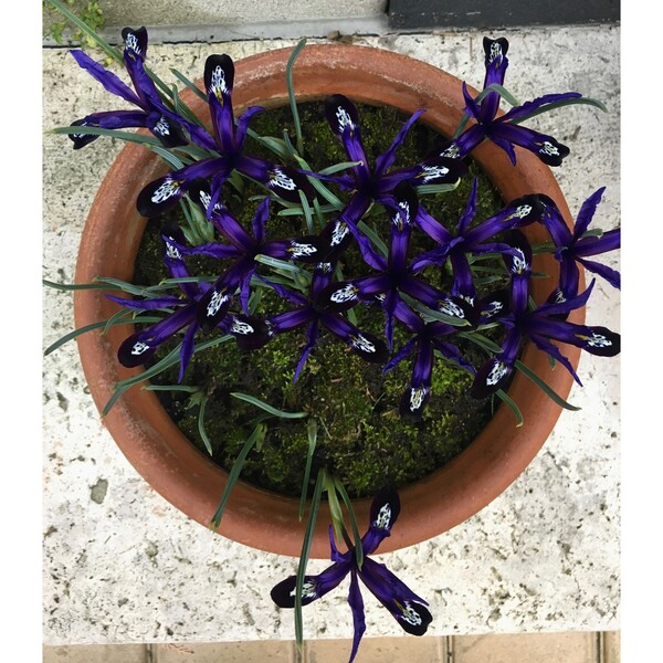 iris-reticulata-blue-note-PC-skari-4.jpg