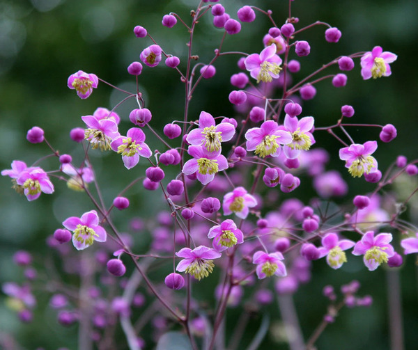 Thalictrum delavayi (Delavay's Meadow Rue): A Complete Guide to Growing and Caring for This Ele