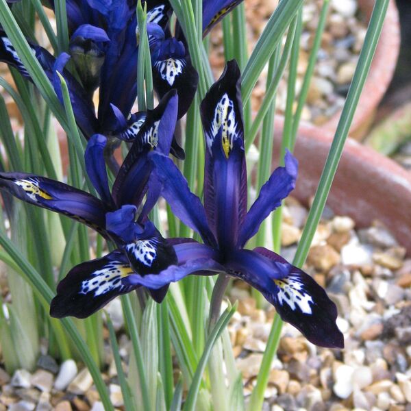 Iris-reticulata-Blue-Note-82579-1.jpg