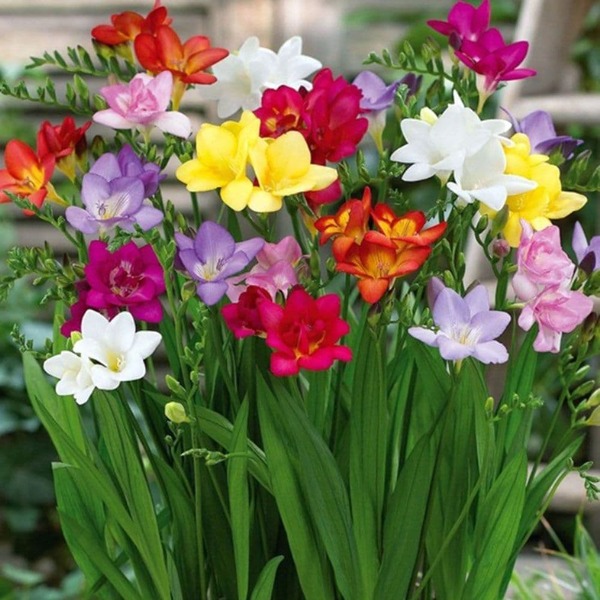 extra-large-bulbs-single-freesia-rainbow-mixture-qty-20-(3)-7488-p.jpg