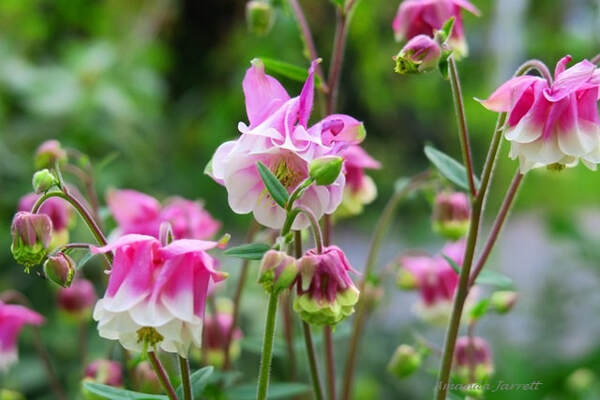 aquilegia-sp-white-pink-may-1_orig.jpg